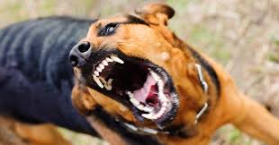 ../Image/animal4.jpeg