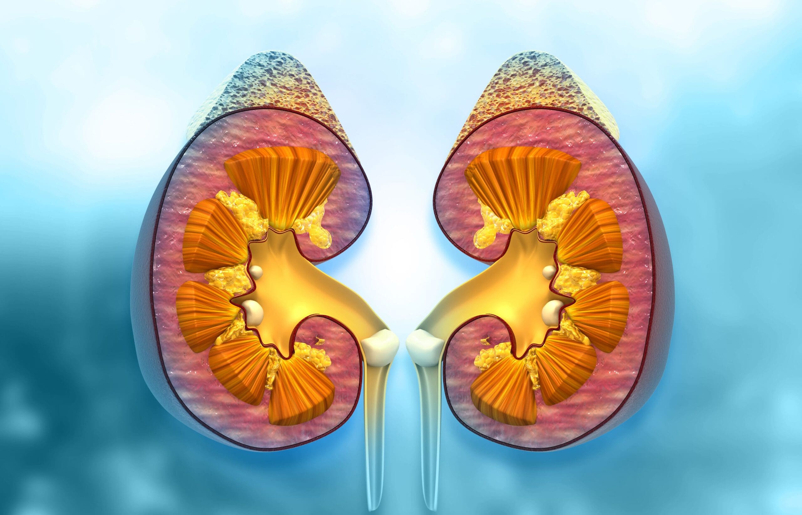 ../Image/kidney-cancer1.jpeg