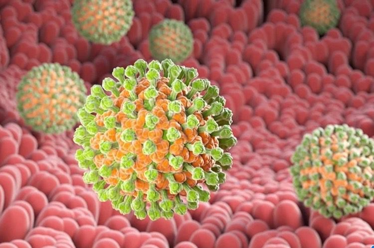 ../Image/rotavirus2.jpeg